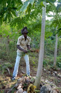 Young farmer tending to a papaya tree