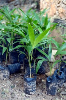 Coconut tree seedlings