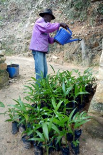 Old man watering coconut tree seedlings