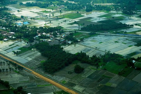 Flooded rice paddies in the rainy season