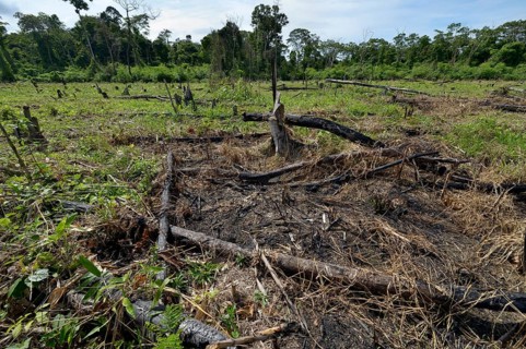 Forest clearance to obtain agricultural and grazing land