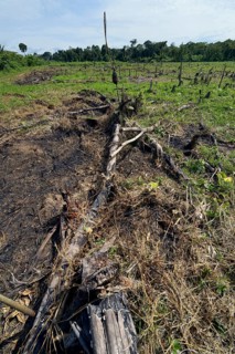 Forest clearance to obtain agricultural and grazing land