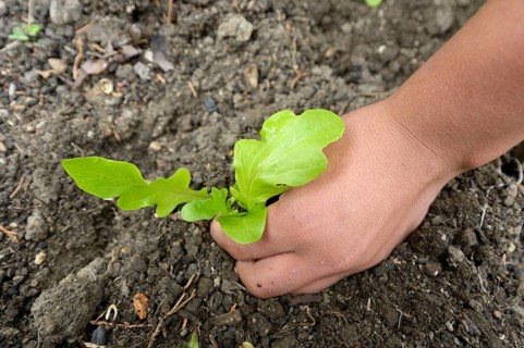 Teenager planting lettuce in a flower bed