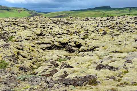 Lava with Niphotrichum elongatum moss