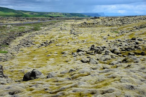 Lava with Niphotrichum elongatum moss