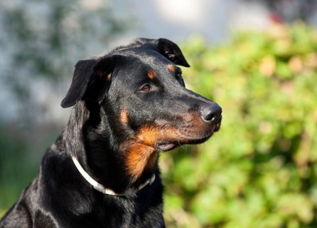Beauceron dog