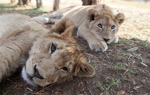 Lion