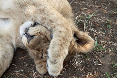 Lion