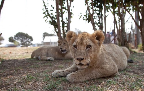 Lion