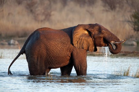 African bush elephant