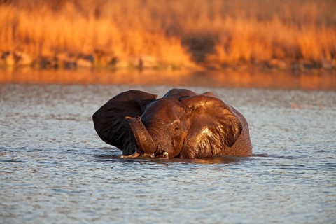 African bush elephant