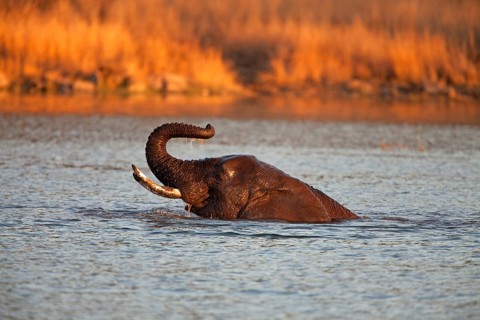 African bush elephant