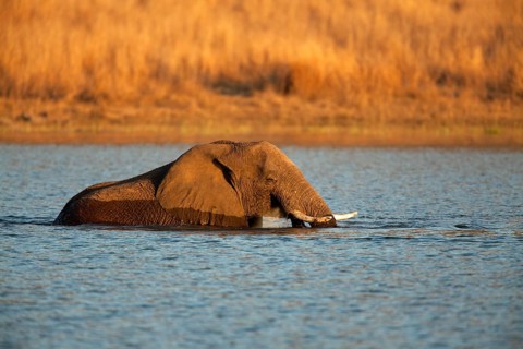 African bush elephant