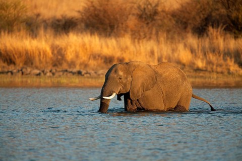 African bush elephant