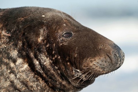 Grey seal