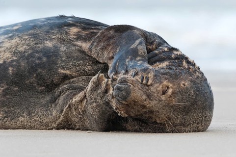 Grey seal