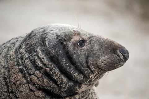 Grey seal