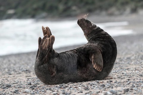 Grey seal