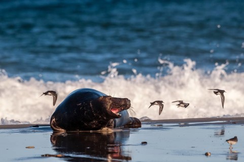 Grey seal