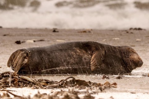Grey seal