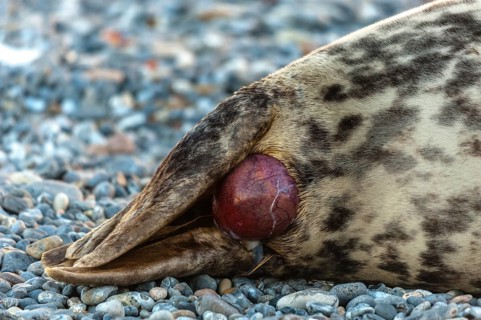 Grey seal