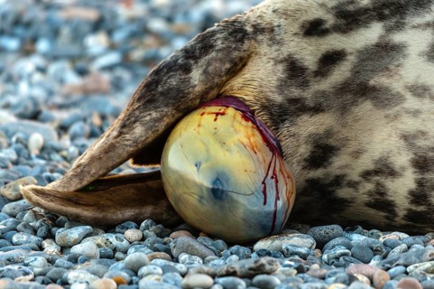 Grey seal