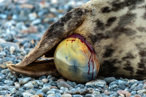 Grey seal