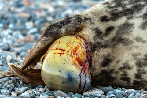 Grey seal