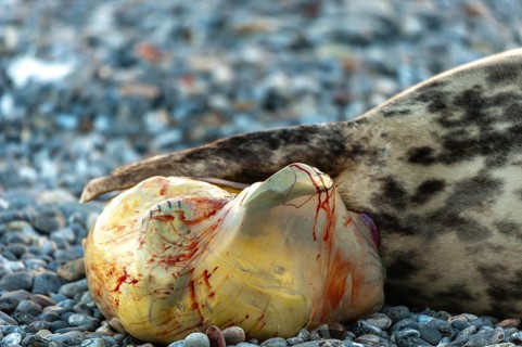 Grey seal