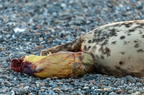 Grey seal