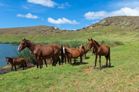 Horses in the Rano Raraku crater