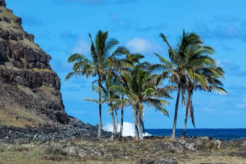 Palm trees