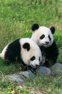 Two Giant Pandas