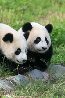 Two Giant Pandas
