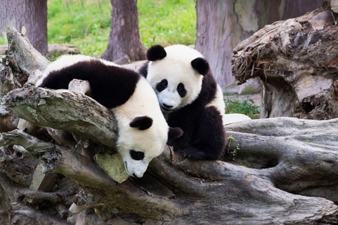 Two Giant Pandas