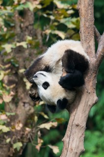 Giant Panda