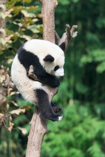 Giant Panda