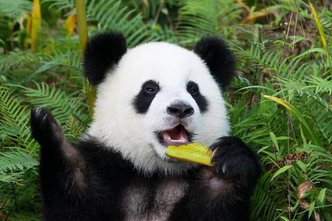 Giant Panda