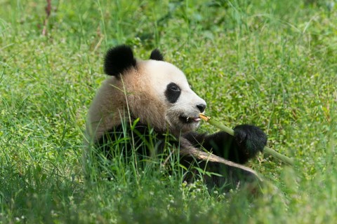 Giant Panda