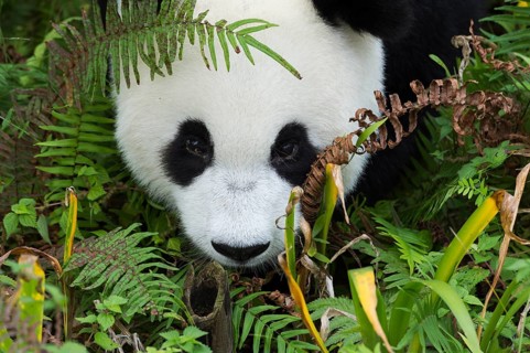 Giant Panda
