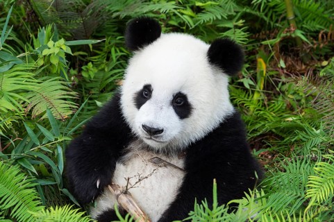 Giant Panda
