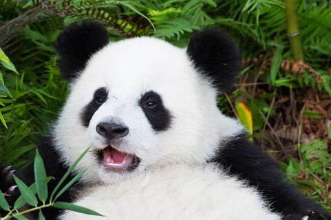 Giant Panda