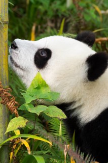 Giant Panda