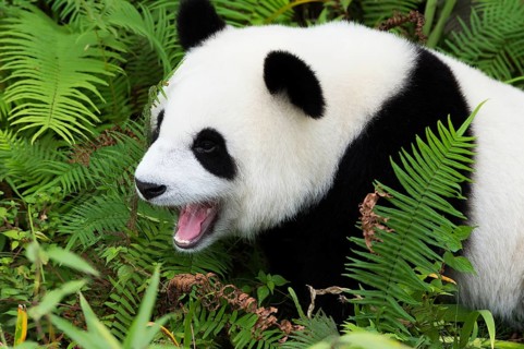 Giant Panda