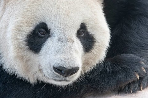 Giant Panda
