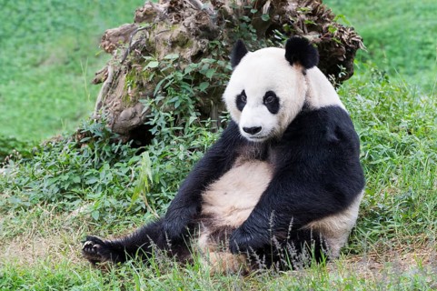 Giant Panda