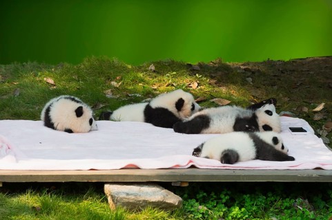 Giant Pandas