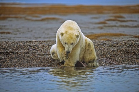 Polar Bear