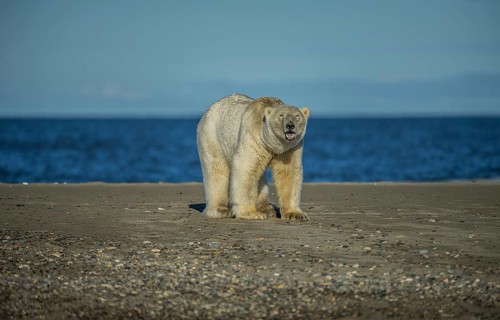 Polar Bear