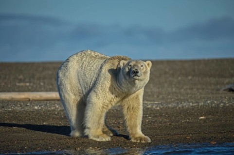 Polar Bear